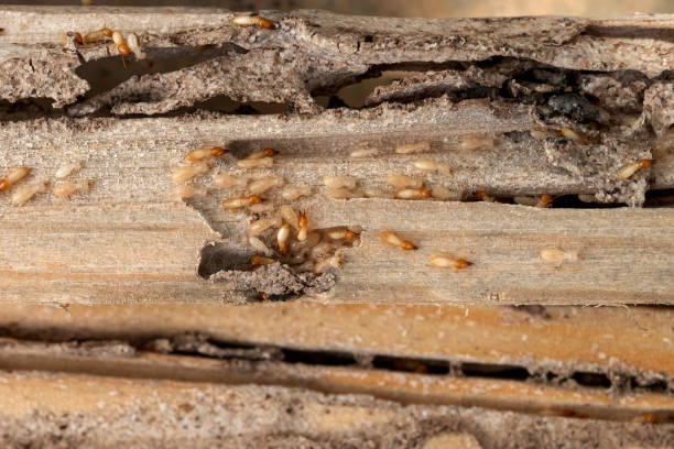 Best Pest Control Near Me  in Shasta, CA