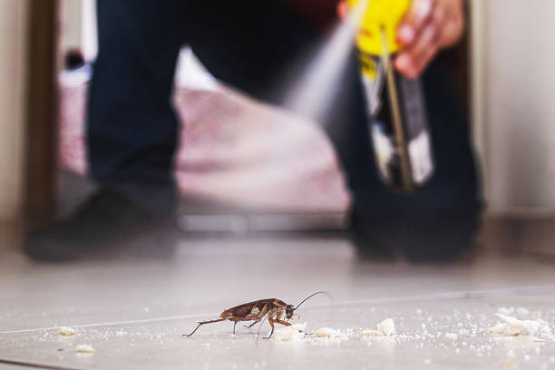 Best Spider Control Near Me  in Shasta, CA